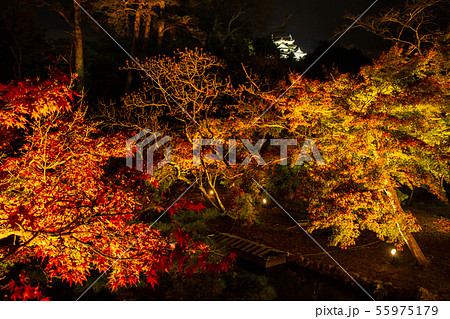 日本100名城 秋の国宝彦根城 玄宮園 ライトアップの写真素材