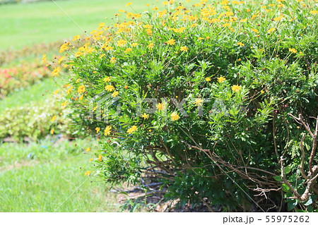 マーガレットコスモスの花 マーガレットコスモスの花 55975262