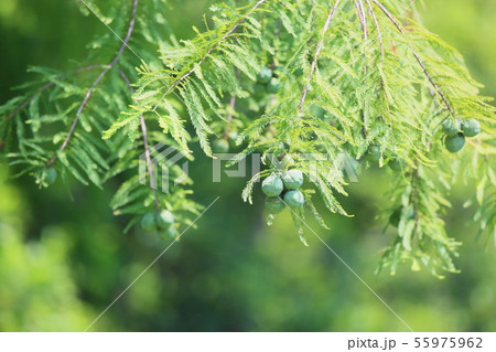 ラクウショウの実 ラクウショウの実 55975962