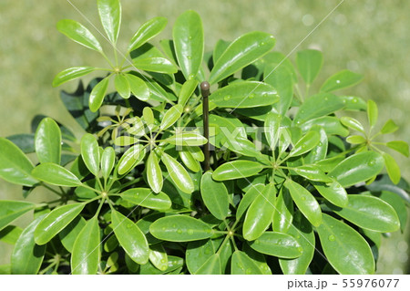 シェフレラ／ホンコンカポック 55976077