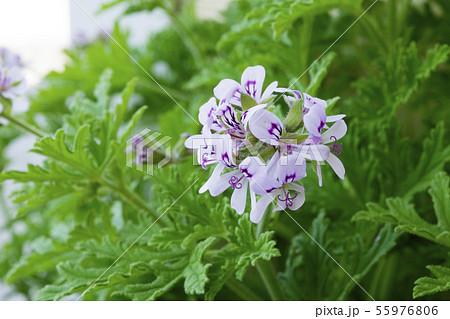 蚊連草の花の写真素材