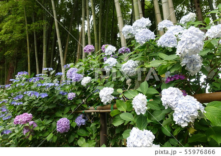 満開のアジサイ 55976866