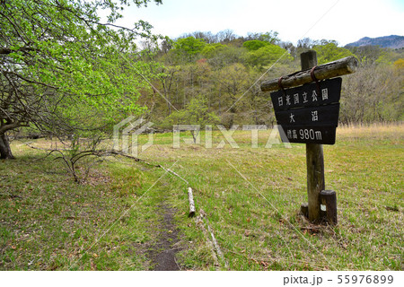 新緑の大沼園地 55976899