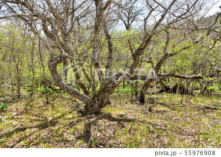 新緑の大沼園地 新緑の大沼園地 55976908