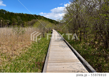 新緑の大沼園地 新緑の大沼園地 55976910