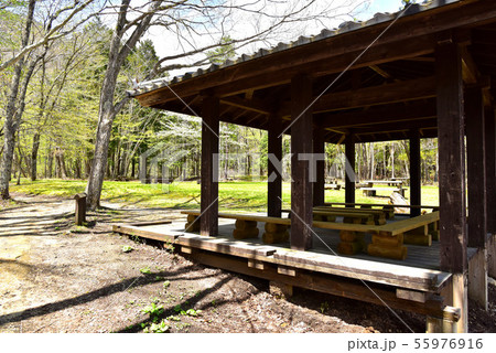 新緑の大沼園地 新緑の大沼園地 55976916