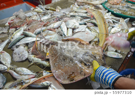 サムイ島の魚市場 55977310