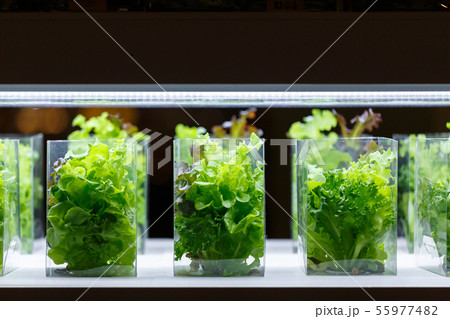 Green oak lettuce aquatic plants in a tissue 55977482