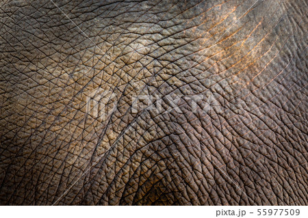 Elephant skin texture background 55977509