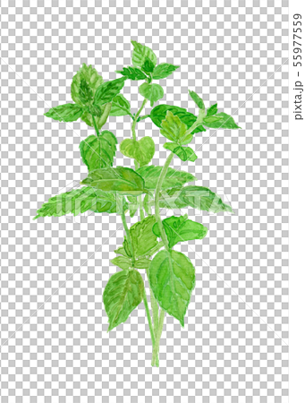 Mentha nemorosa イエルバ・ブエナ（モヒートミント）束 55977559