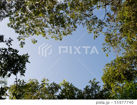 Beautiful green leaves. 55977740