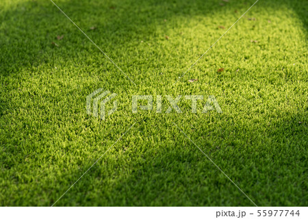 Green grass. 55977744