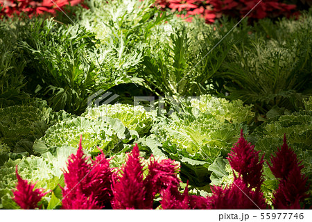 Ornamental Cabbage 55977746