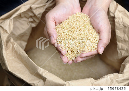 手で掬った玄米 55978426