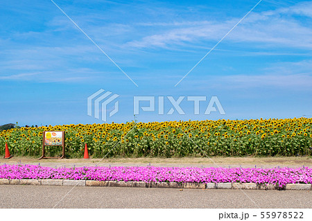 横須賀市　ソレイユの丘　ひまわり畑 55978522