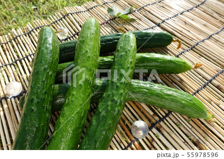 きゅうり 55978596