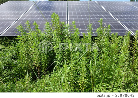 雑草に囲まれた太陽光発電所 雑草に囲まれた太陽光発電所 55978645