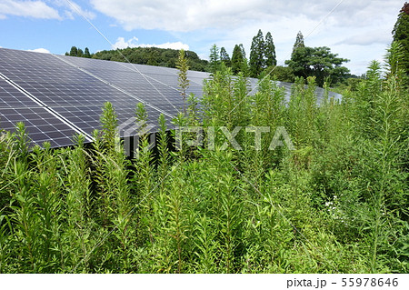 雑草に囲まれた太陽光発電所 雑草に囲まれた太陽光発電所 55978646