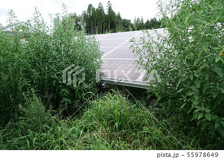 雑草に囲まれた太陽光発電所 雑草に囲まれた太陽光発電所 55978649