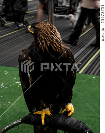 Black hawk furry. 55978751