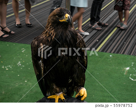 Black hawk furry. 55978752