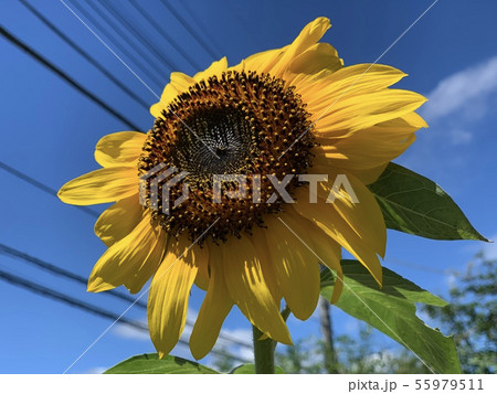 ひまわり 55979511