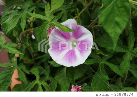 アサガオ 朝顔 Morning glory アサガオ 朝顔 Morning glory 55979574