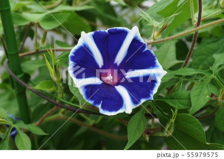 アサガオ　朝顔　 Morning glory 55979575