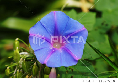 アサガオ　クリスタルブルー　 Ipomoea congesta 55979716