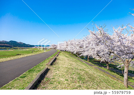 二ツ井町桜づつみ　(能代市　4月　晴れ) 55979759