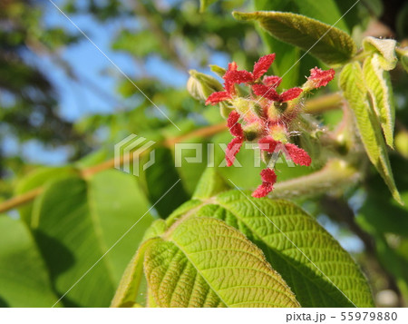 オニグルミの雌花 55979880