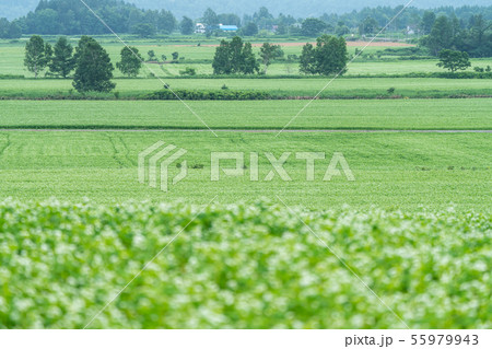 幌加内の蕎麦の花展望台 55979943