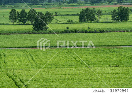 幌加内の蕎麦の花展望台 55979945