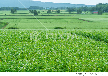 幌加内の蕎麦の花展望台 55979950