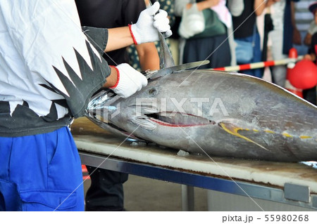 マグロの解体ショー 阿久根市 鹿児島県 素材 背景 マグロの解体ショー 阿久根市 鹿児島県 素材 背景 55980268