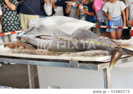 マグロの解体ショー  素材　背景　阿久根市　鹿児島県 55980273