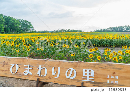 北竜町ひまわりの里 北竜町ひまわりの里 55980353