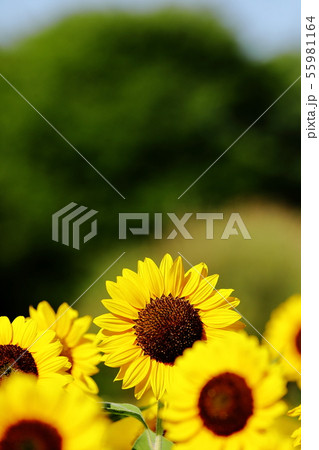 ひまわり ひまわり 55981164