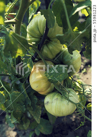 Four green unripe tomatoes with dirt on a stem Four green unripe tomatoes with dirt on a stem 55981223