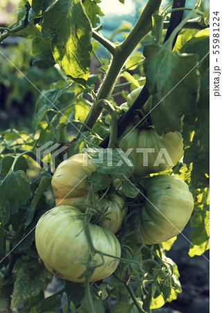 Four green unripe tomatoes on a stem Vertical 55981224