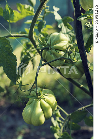 Three green unripe tomatoes on a stem Vertical 55981225