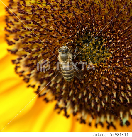 ひまわりとみつばち 55981311