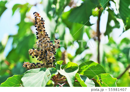 アカメガシワの実 55981407