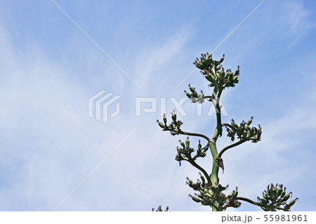 緑色のリュウゼツランの実 緑色のリュウゼツランの実 55981961