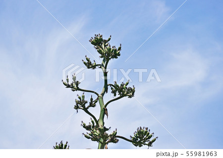 緑色のリュウゼツランの実 55981963