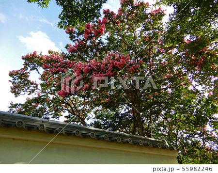 残暑に咲く　恵光院の百日紅 55982246