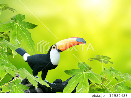 Beautiful colorful toucan bird Beautiful colorful toucan bird 55982483