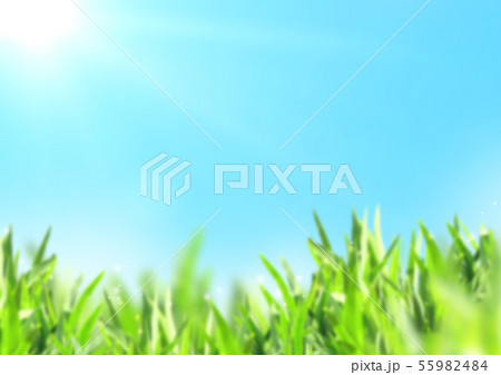 Nature blurred background with green grass and 55982484