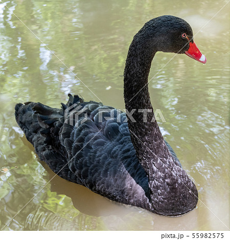 A black swan with a red beak is swimming in a pond A black swan with a red beak is swimming in a pond 55982575