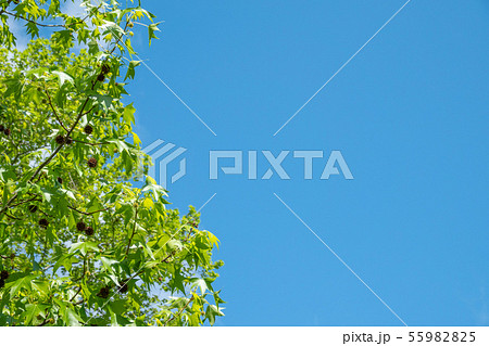 American sweetgum, Liquidambar styraciflua American sweetgum, Liquidambar styraciflua 55982825